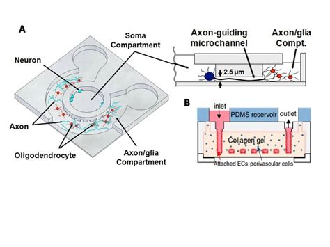 Microfluidic 3d Cultures An Advanced Tool To Study The Cultures At A