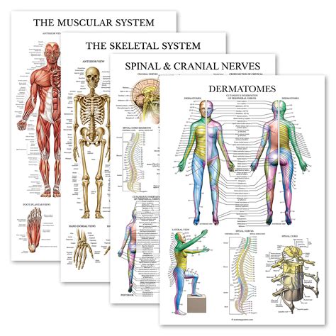 Buy 4 Pack Anatomical Poster Set Laminated Muscular Skeletal