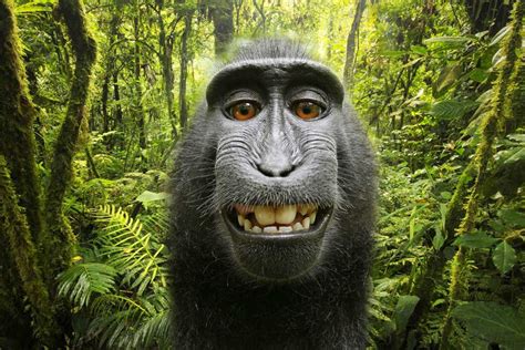 El Mono “naruto” Puede Ganar Batalla Legal Por Derechos De Autor De Su