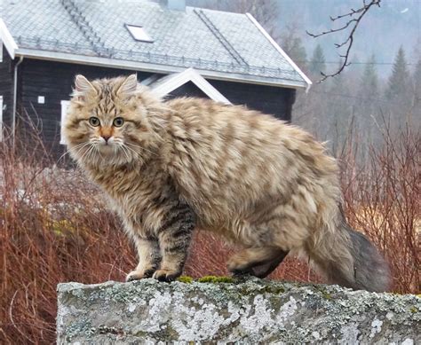Fluffy Heritage The Norwegian Forest Cat Heritage Times Norwegian