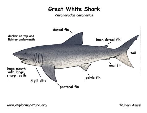 Shark Great White