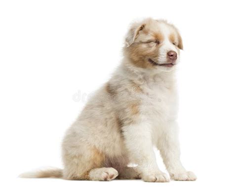 Side View Of An Australian Shepherd Puppy 8 Weeks Old Sitting And