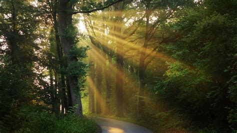 Forest Road And Morning Sunbeam Between Trees 4k Hd Nature Wallpapers Hd Wallpapers Id 51793