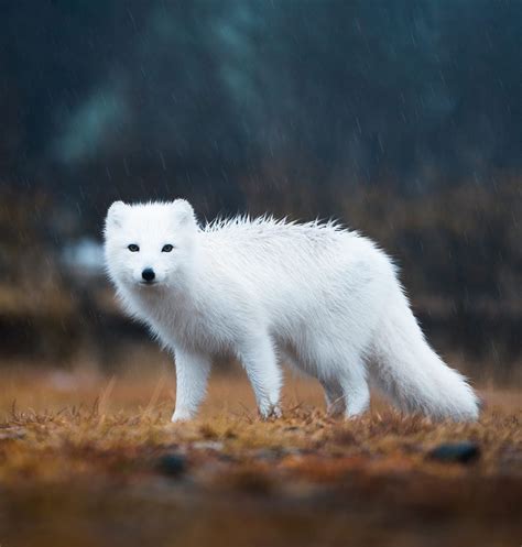 Beautiful Wildlife Arctic Fox Iceland By © Lizzy Gadd Animals And