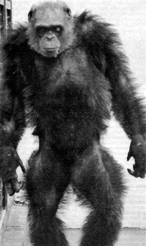 Shukernature Ape Man Oliver The Chimp That Made A Chump Out Of Science