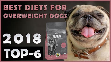 Best Special Diets For Overweight Dogs 🐶 Top 6 Youtube