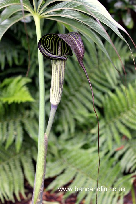 I remember being fascinated by these bizarre exotic plants as i roamed the woods as a child in piedmont north carolina. Pin op Alismatales