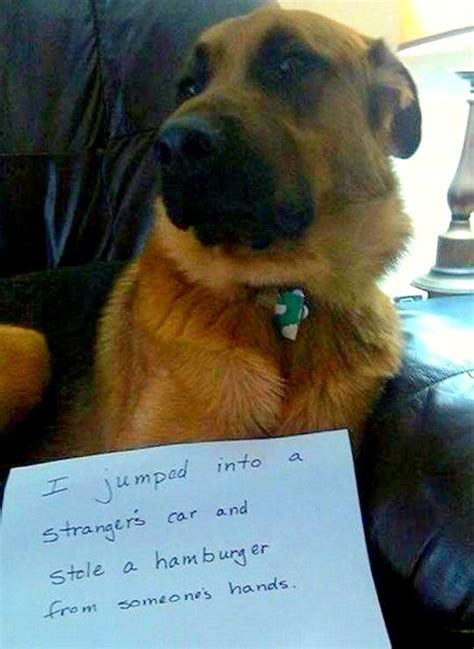 14 Of The Funniest Dog Shaming Photos Ever Life With Dogs