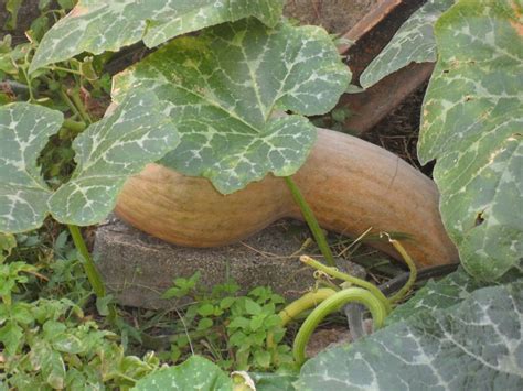 Shred zucchini and set aside. Olive Groves and Doll Knits: How does your garden grow ...