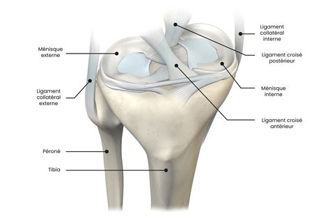 Anatomie Du Genou Os Cartilage Muscles Tendons M Nisques Nerfs The