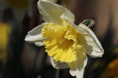 Daffodil Easter Bell Petals Yellow Free Photo On Pixabay Pixabay