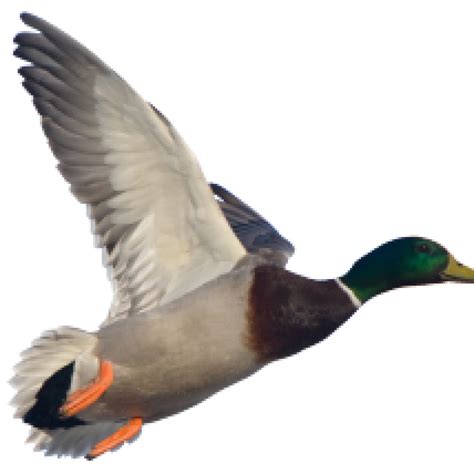 American Pekin Duck Mallard Goose Stock Photography Duck Png Download