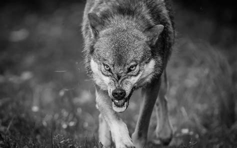 Check spelling or type a new query. Grayscale photography of wolf HD wallpaper | Wallpaper Flare