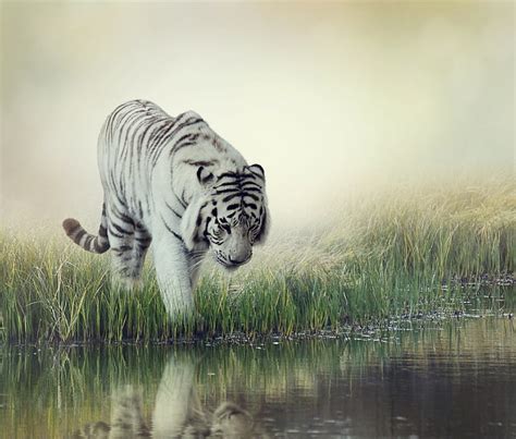 Hd Wallpaper White Tiger Striped White Tiger Painting Water