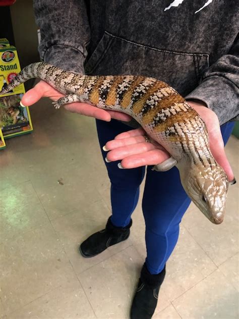 Z Out Of Stock Blue Tongue Skink Northern Cb Fruity