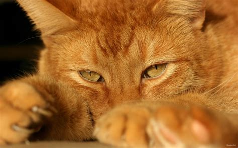 Beautiful Red Cat Close Up Wallpapers And Images Wallpapers Pictures