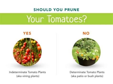 Pruning Tomato Plants The Right Way Cromalinsupport