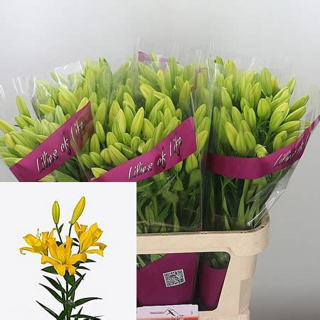 Lily La Double Gold 80cm Wholesale Dutch Flowers Florist Supplies UK