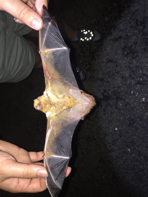 Eastern Red Bat Mammals Of Floracliff Nature Sanctuary · Inaturalist