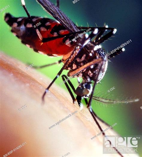 A Blood Engorged Female Aedes Albopictus Mosquito Feeding On A Human