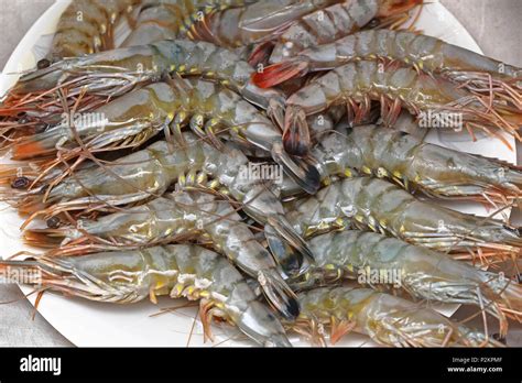 Big Pile Of Fresh Tiger Prawns Seafood Crustaceans Stock Photo Alamy