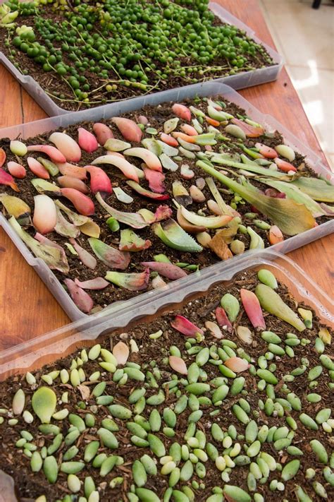 Succulent Propagation From Leaves And Pups Propagating Succulents
