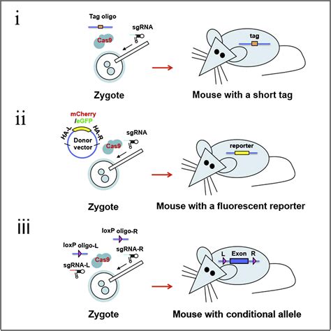 One Step Generation Of Mice Carrying Reporter And Conditional Alleles