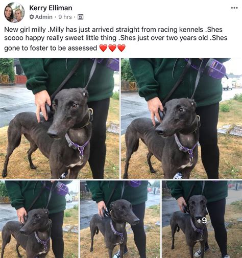Bgreyhoundprotection On Twitter Milly Is 2 Years Old And Came
