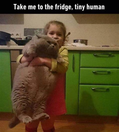 Take Me To The Fridge Tiny Human Cat Meme Cute Cat