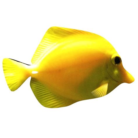 3d Model Yellow Tang Tropical Fish Cgtrader