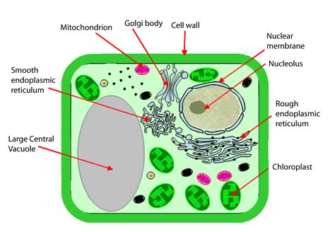 Diagram Detailed Diagram Of A Plant Cell Mydiagramonline