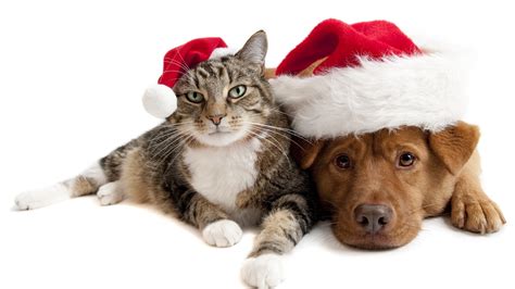 1920x1080 1920x1080 Dog Holiday Cat Hat Friendship