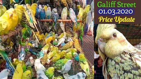 Kolkata Bird Market At Galiff Street Shyambazar Visit And Price Update