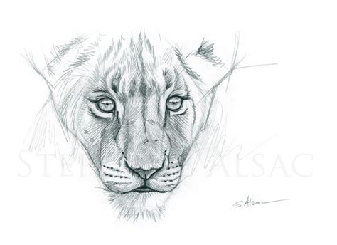 Lion Cub Study Drawing By Stephan Alsac French Wildlife Artist