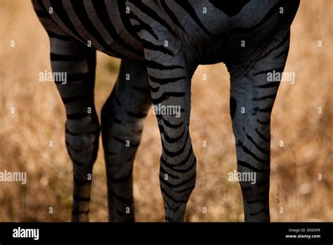 Zebra Legs High Resolution Stock Photography And Images Alamy