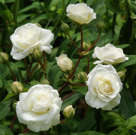 Midsummer Snow Rose Floribunda Rose — Mainaam Garden