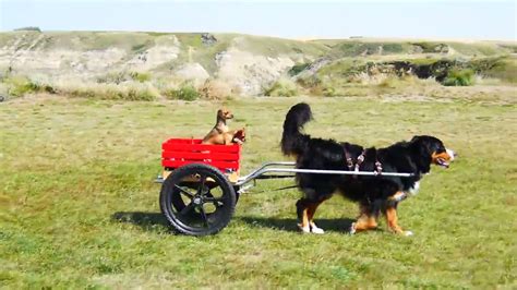 Bernese Mountain Dog Cart Pulling In Drumheller Youtube