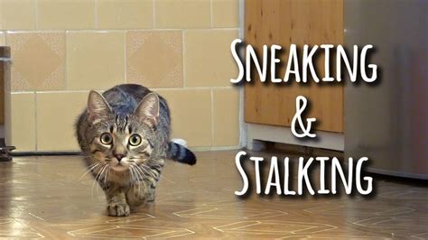 Sneaking And Stalking Cat Youtube