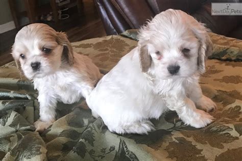 Find cocker spaniels for sale on oodle classifieds. Bobby: Cocker Spaniel puppy for sale near Dallas / Fort ...