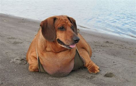 Meet Obie The Obese Dachshund Who Lost Over 50 Of His