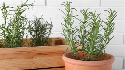 15 Tips For Growing Rosemary In Pots Or Containers