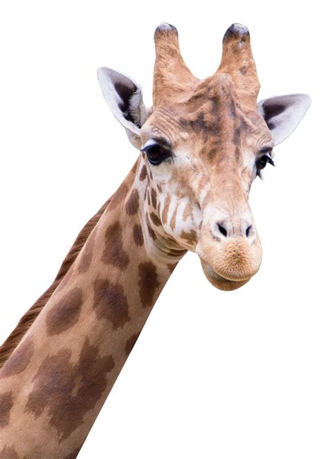 Giraffe PNG Transparent Image - PngPix png image
