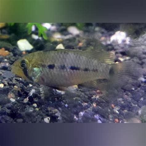 Apistogramma Macmasteri Dwarf Cichlid Shop Now