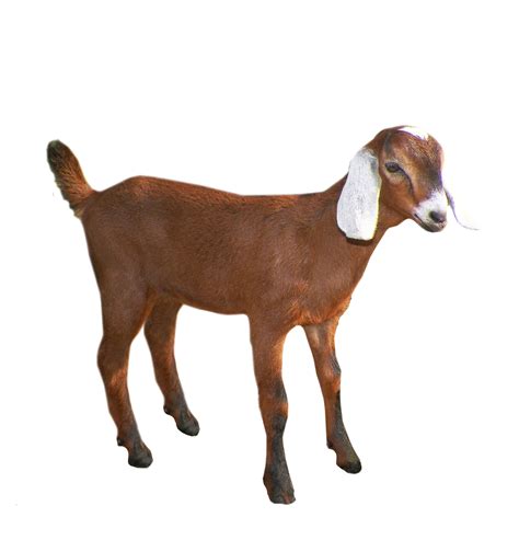 Collection Of Goat Png Pluspng