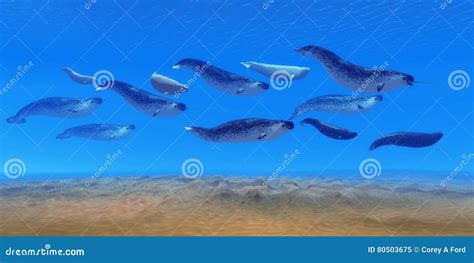 Narwhal Whale Pod Stock Image Image Of Underwater Social 80503675
