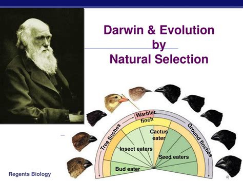 PPT Darwin Evolution By Natural Selection PowerPoint Presentation