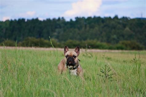 Due to their uneven weight distribution, french bulldogs our organization is comprised solely of volunteers who nurture and foster these dogs as well as. Francia bulldog nevelése, tanítása - KutyaKaland