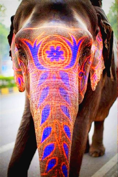 Holi Festival Painted Elephant India Indian Elephant Elephant