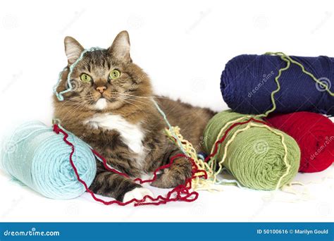 Cat Tangled In Yarn Stock Photo Image Of Yellow Expression 50100616