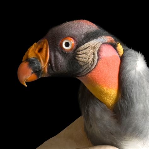 King Vulture National Geographic